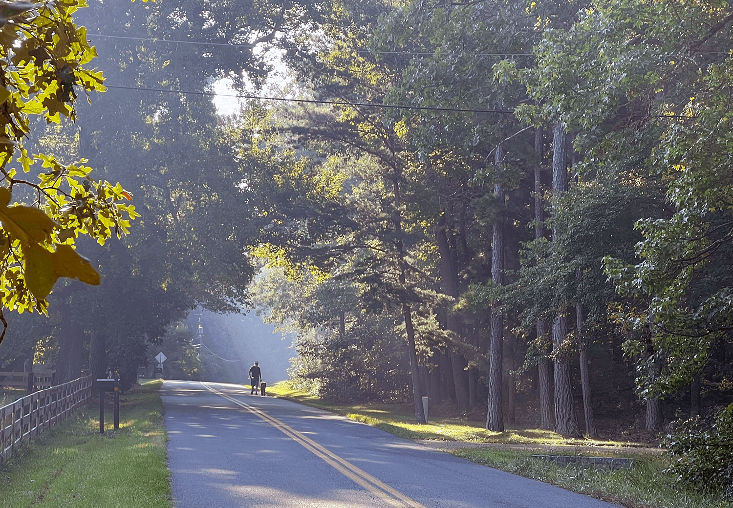 A man walking down a country road with a dog in the sunlight.