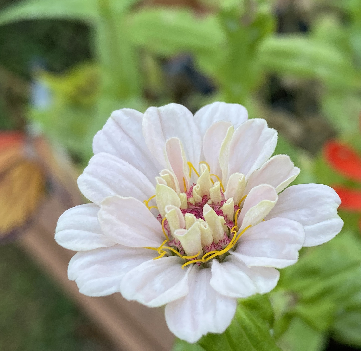 YOU COULD HAVE TRIED HARDER