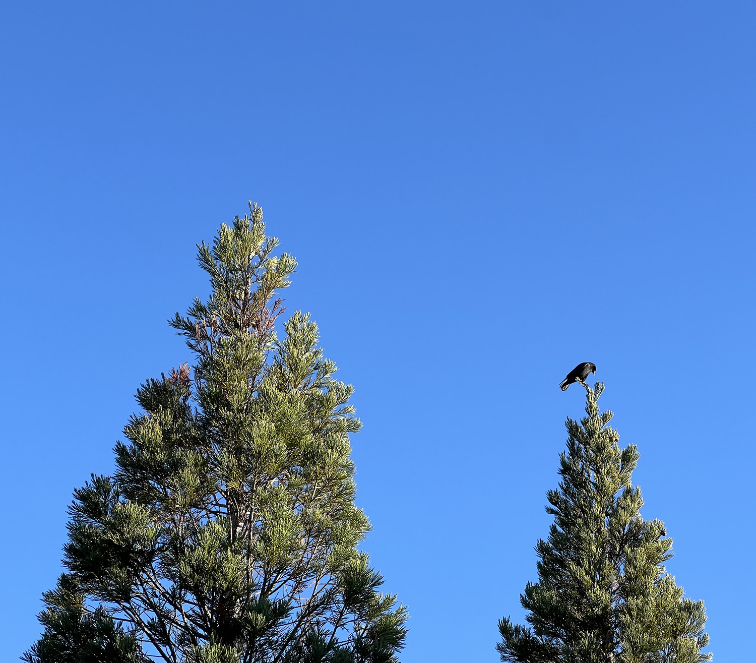 DISTANT ELEVATOR COMING TO TERMS