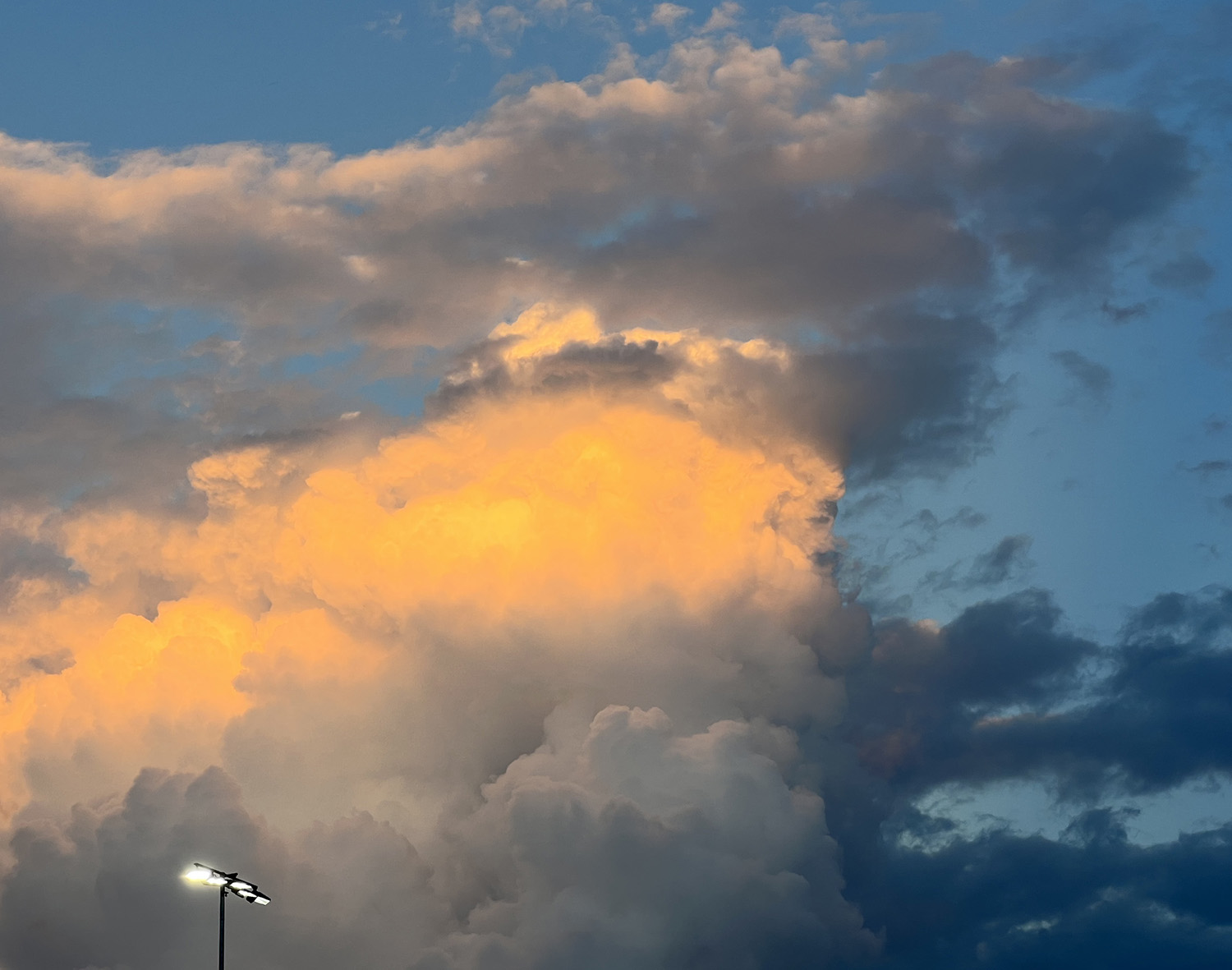 THE WAY A TREE FEELS