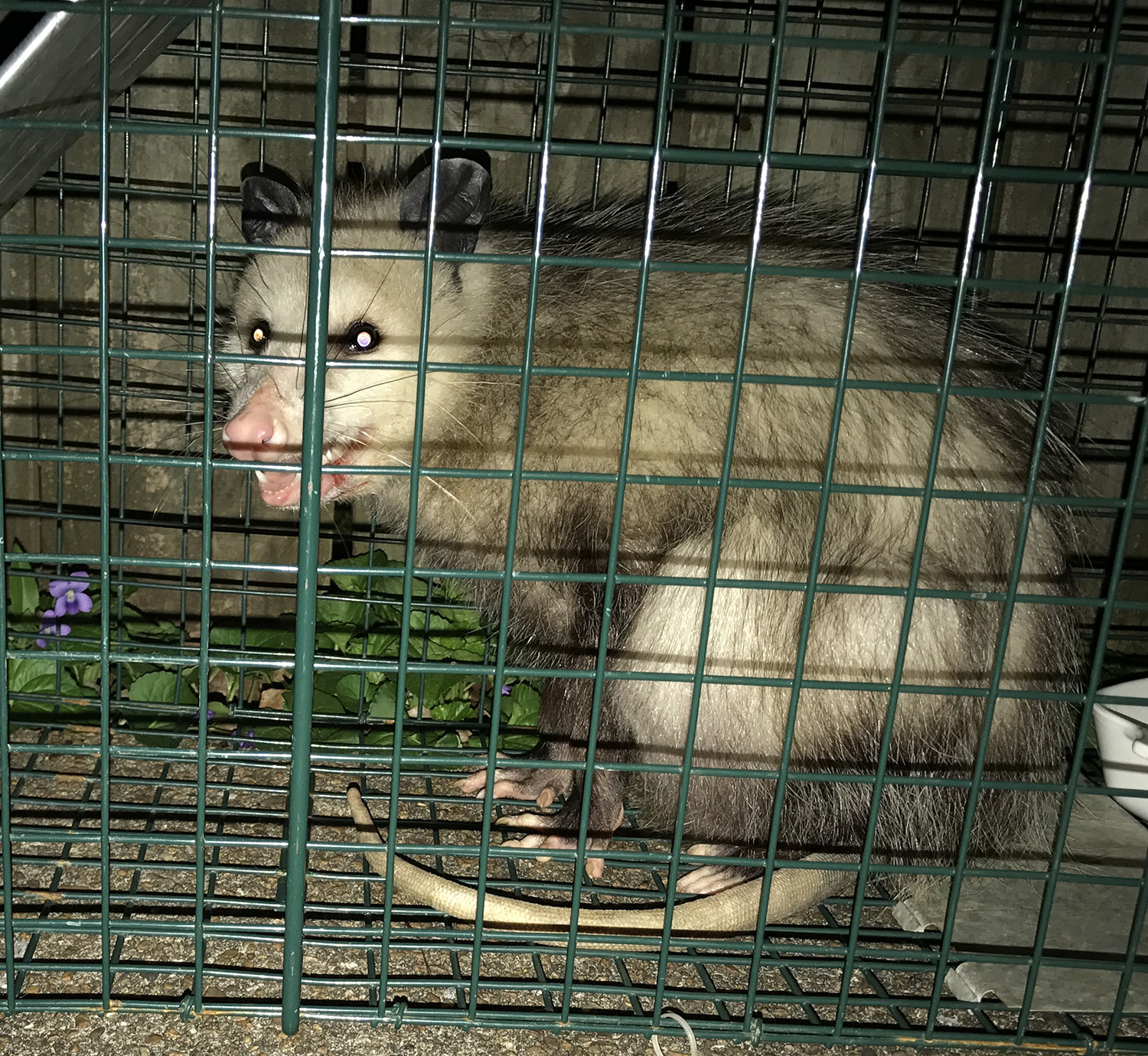 A FIT OF RAGE MADE ME DO IT SORRY