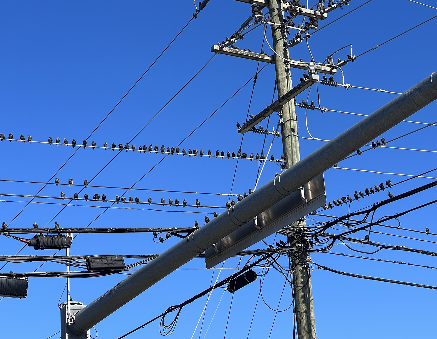 TWIN COBRAS READY TO STRIKE
