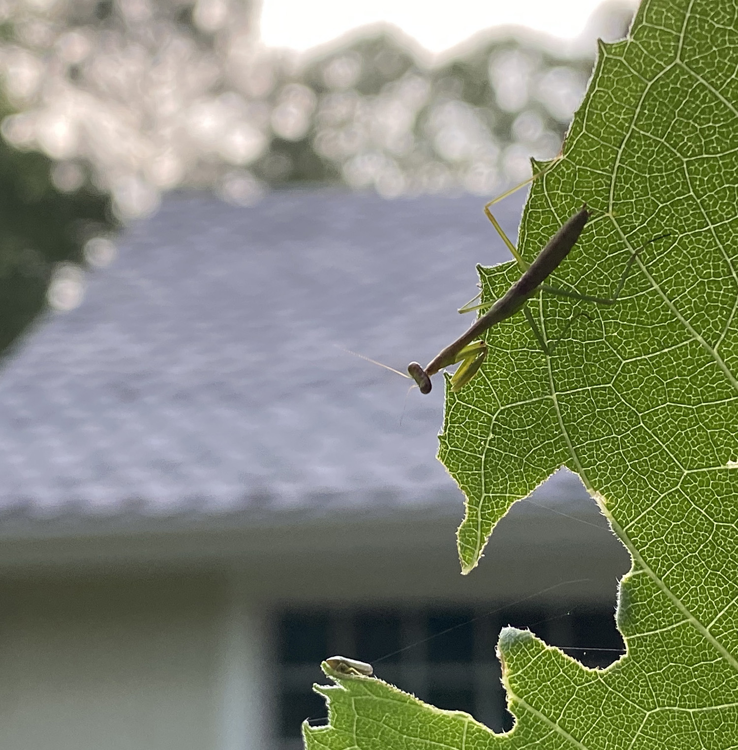FLOORED BY THE SIZE OF THE DAMN THING