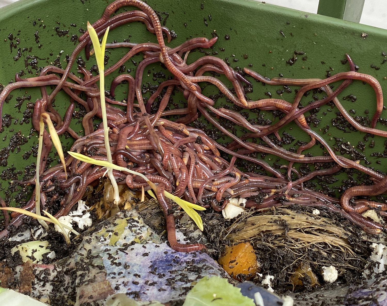 SIZE LARGE PLEASE THANKS