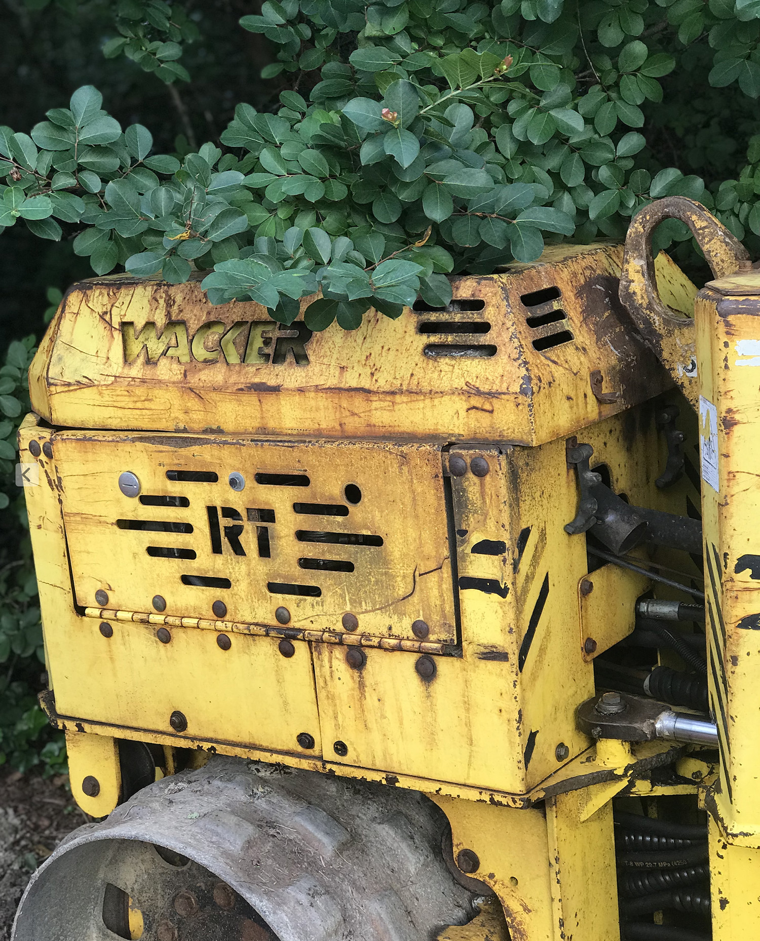 SMELLS LIKE GREEN GRASS