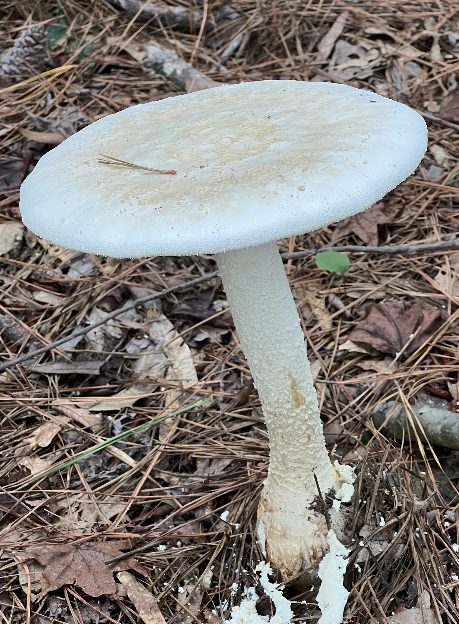 GIGANTIC BUT FRIENDLY