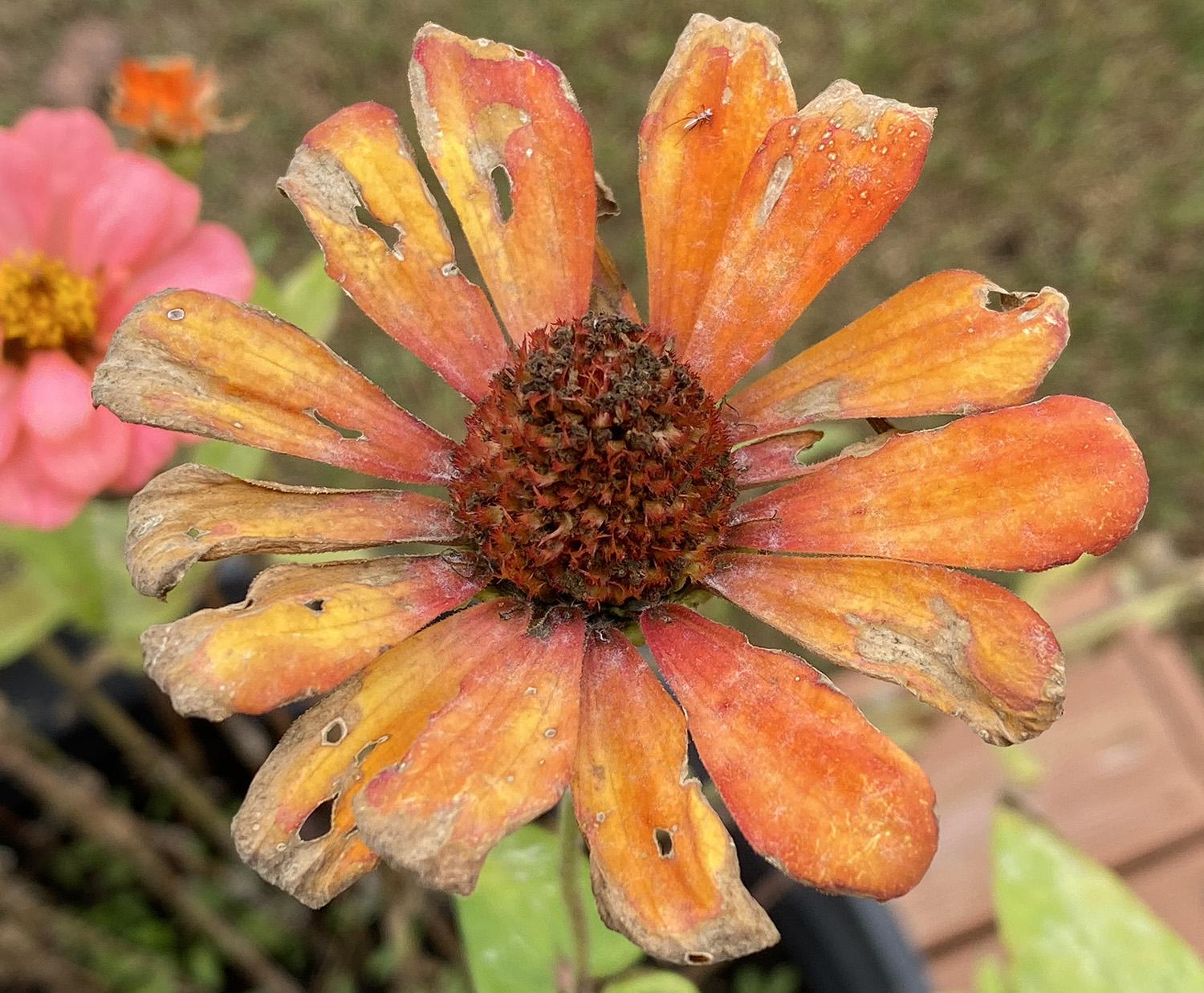 I WAS TOLD THERE WOULD BE SNACKS