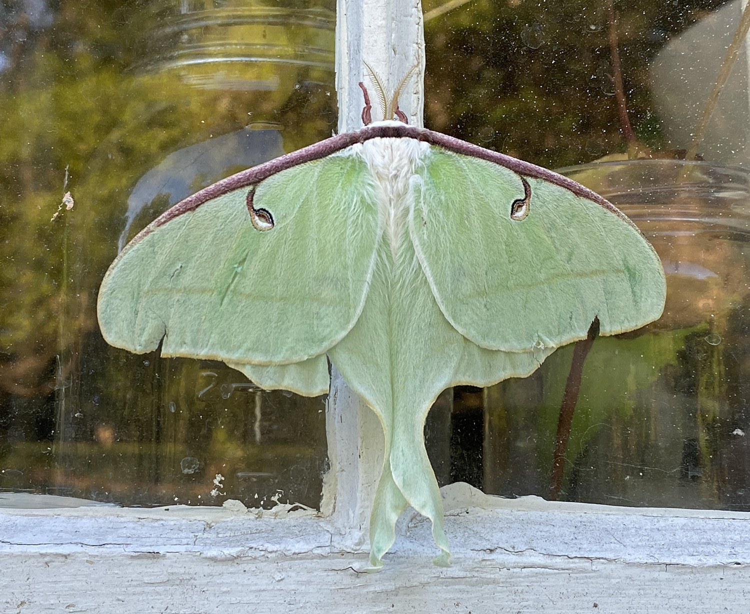 CANDIDATE FOR VICE PRINCIPAL