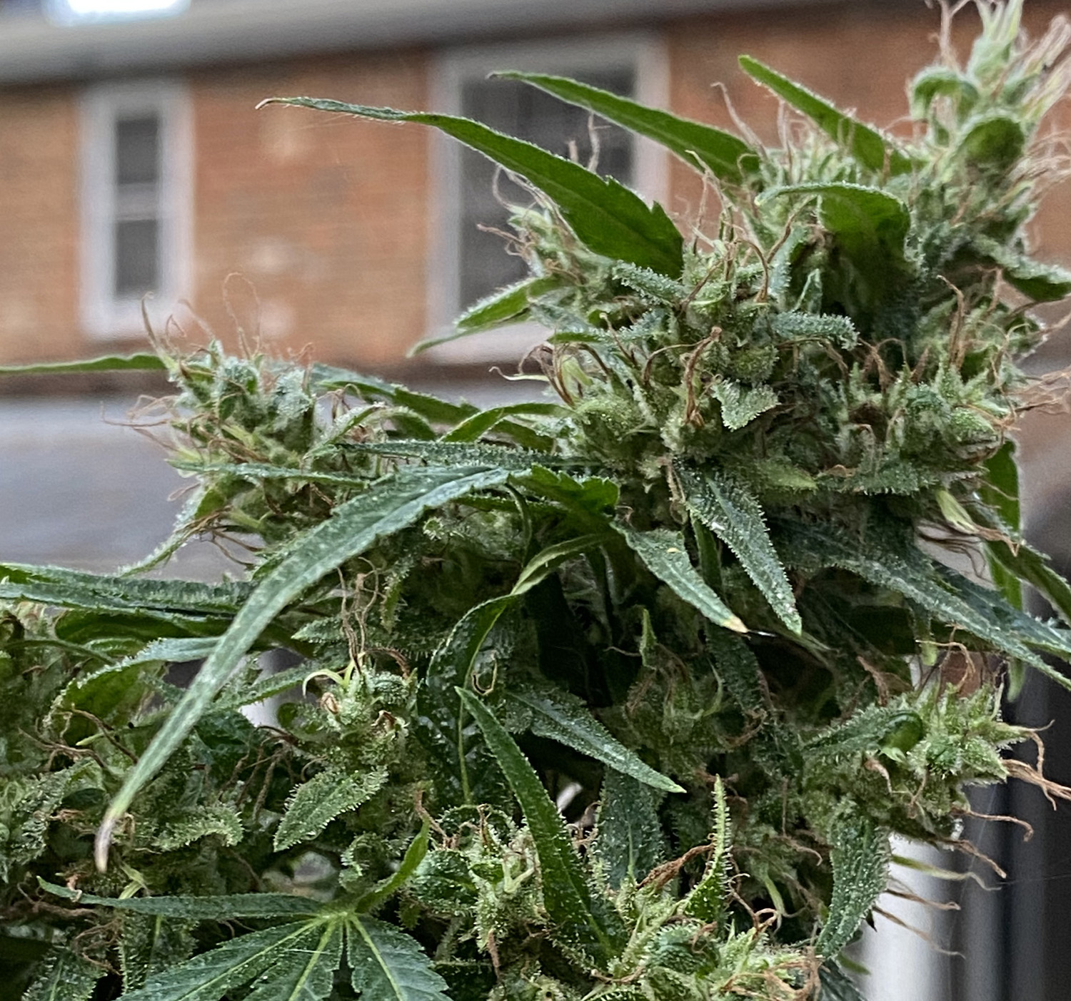 HOW COME SHE GETS TWO