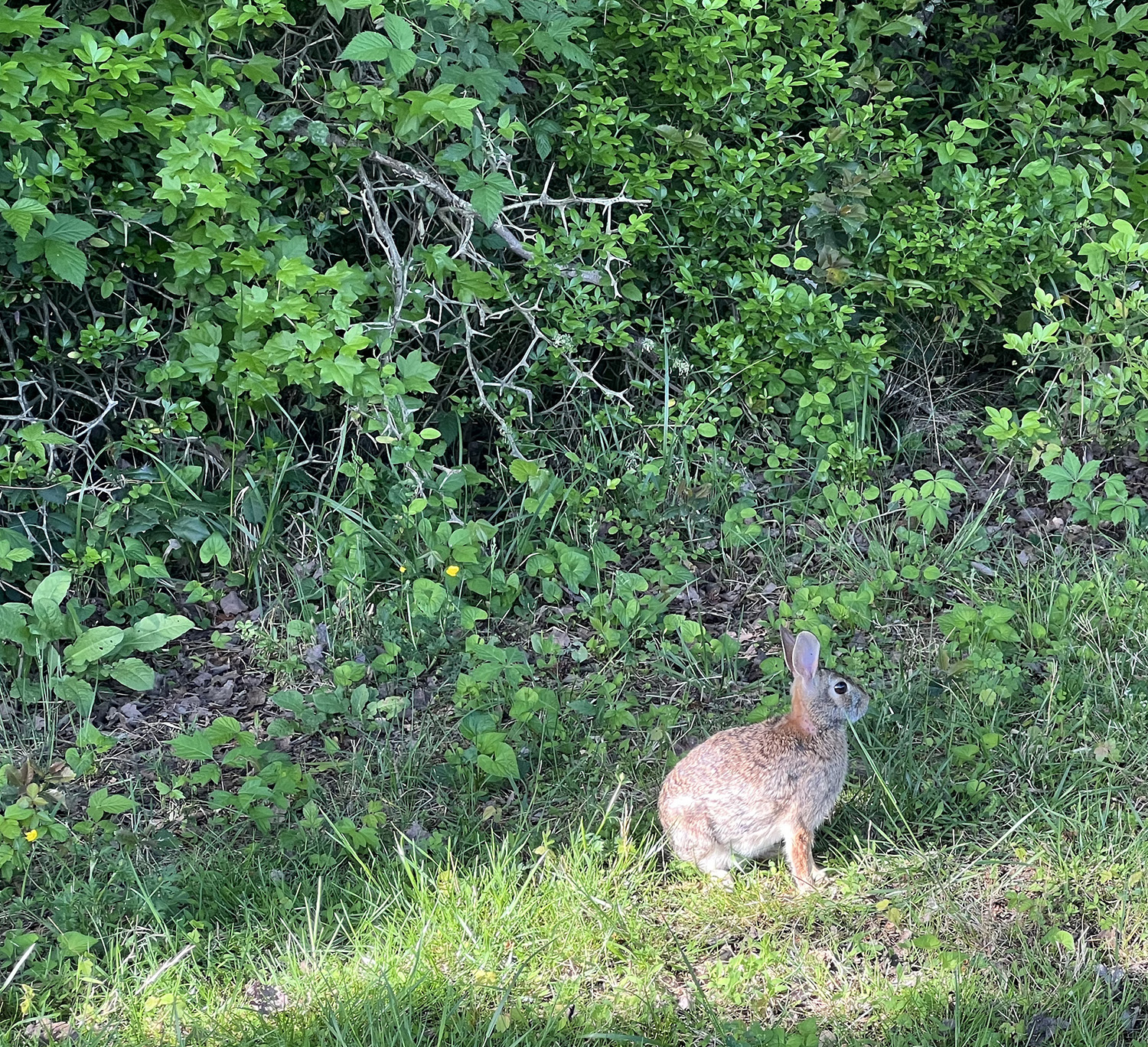 DELIBERATIVE ASSEMBLY