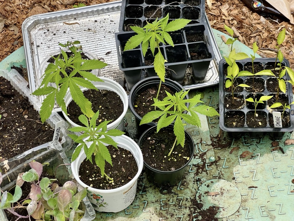 TOASTED CINNAMON MOUTHFEEL