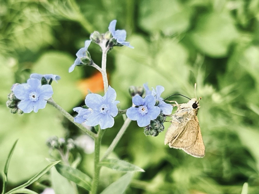 IS IT ALIVE OR AM I DEAD