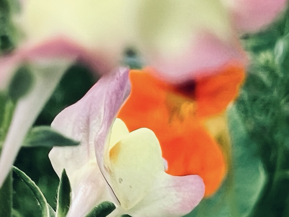 NO MATRICULATE AND AS DIGITAL