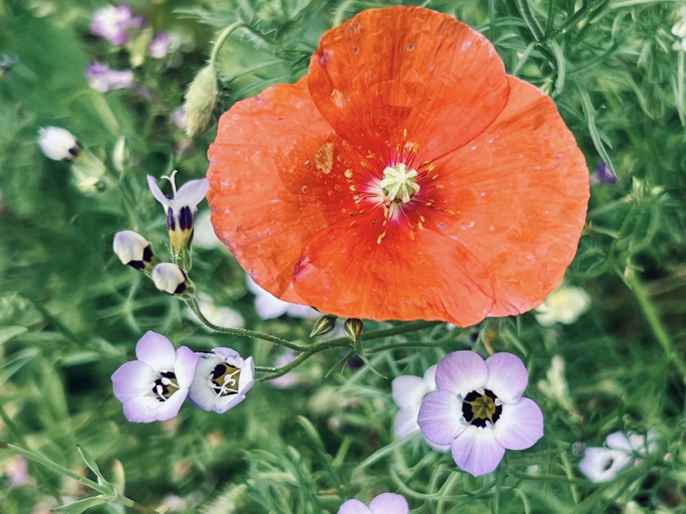 HELLO, WHAT ARE YOU DOING? WHAT PAPA