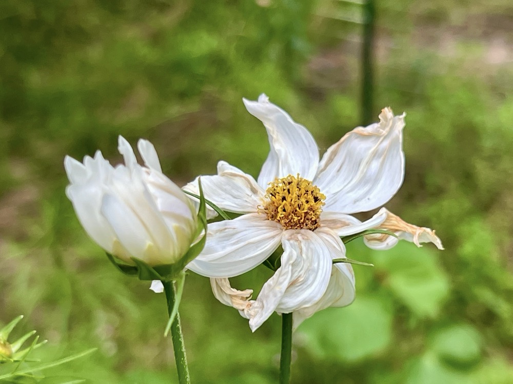 80 FEET TOASTER AND A OSTER