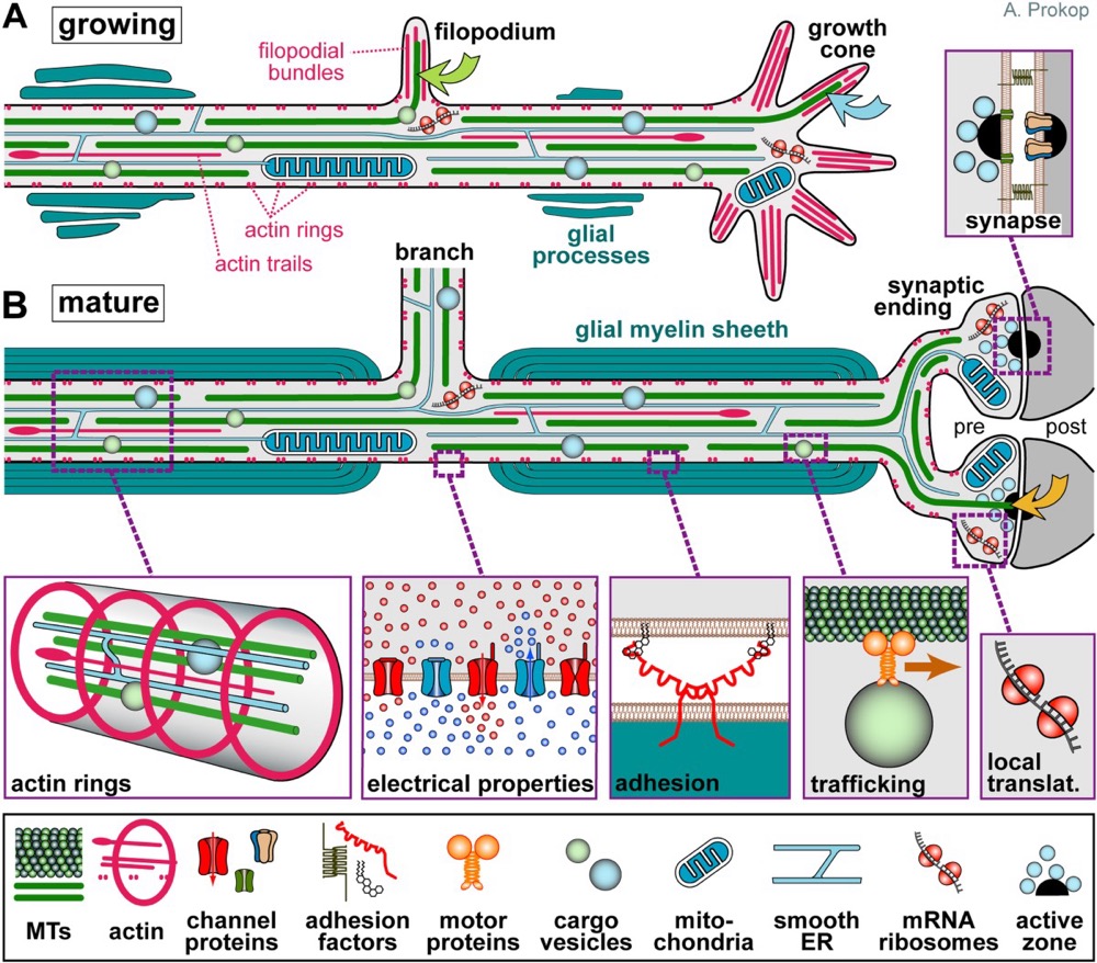MEMBRANE VIBRATION JELLYFISH THANKS