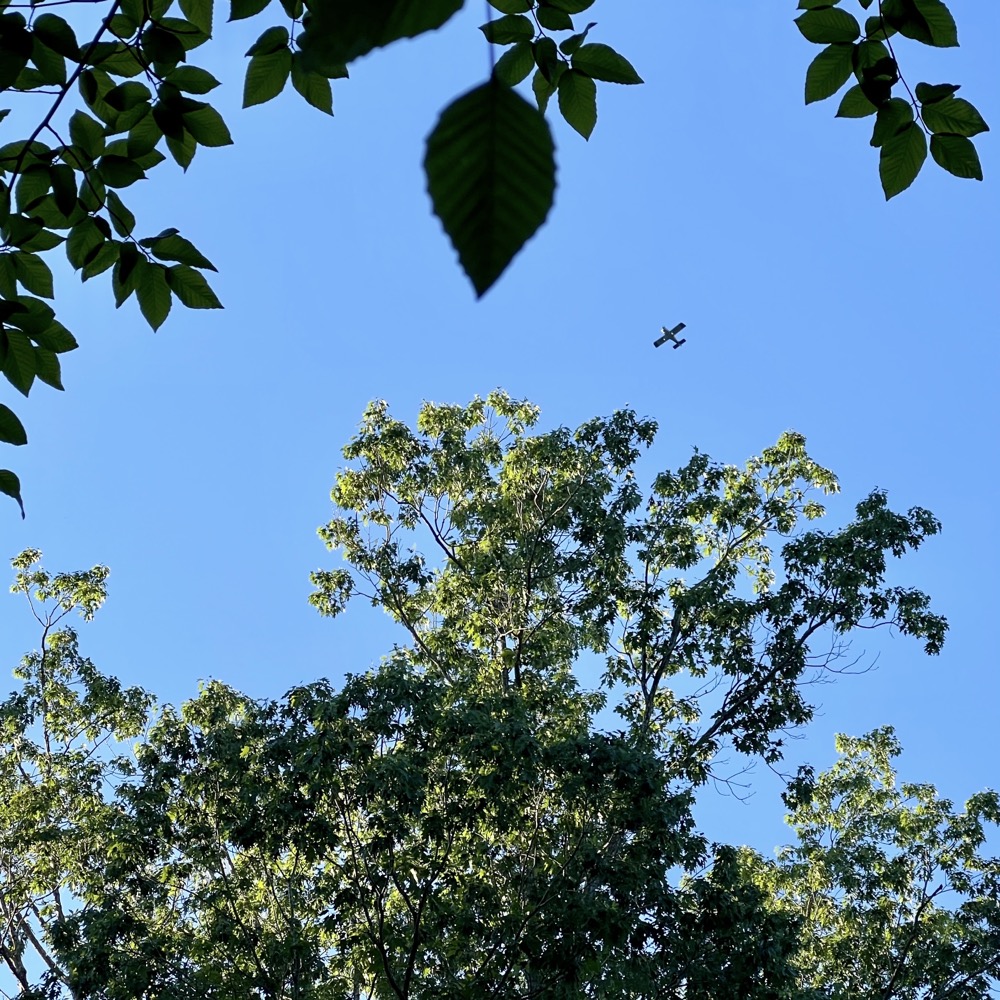 LUSTER OF SUN ON FRESH LEAFS