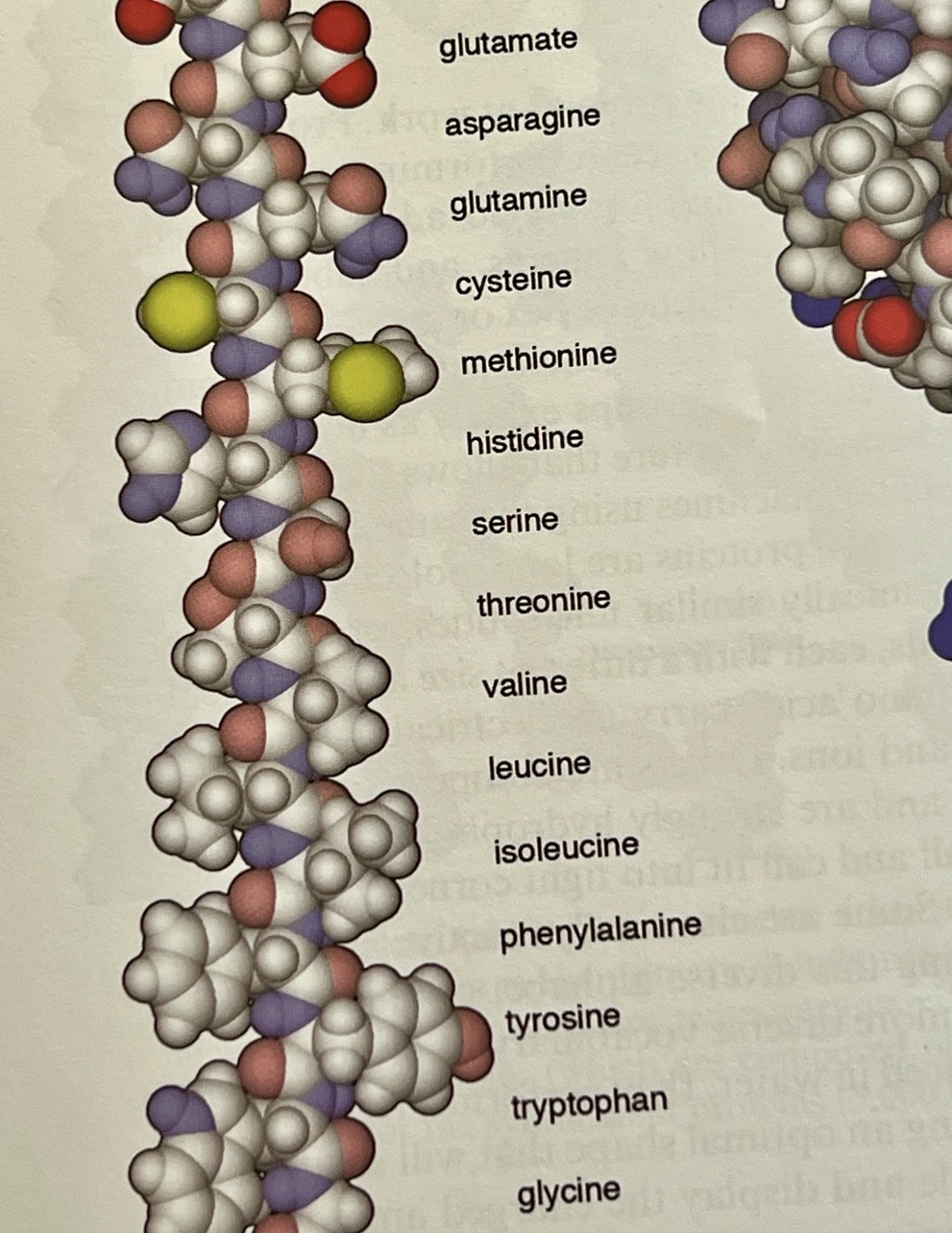 VESTIBULE FLORAL INCANDESCENT 86