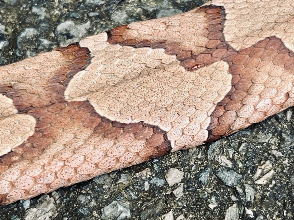 CONJUGATED NANOHYPERINTELLIGENCE