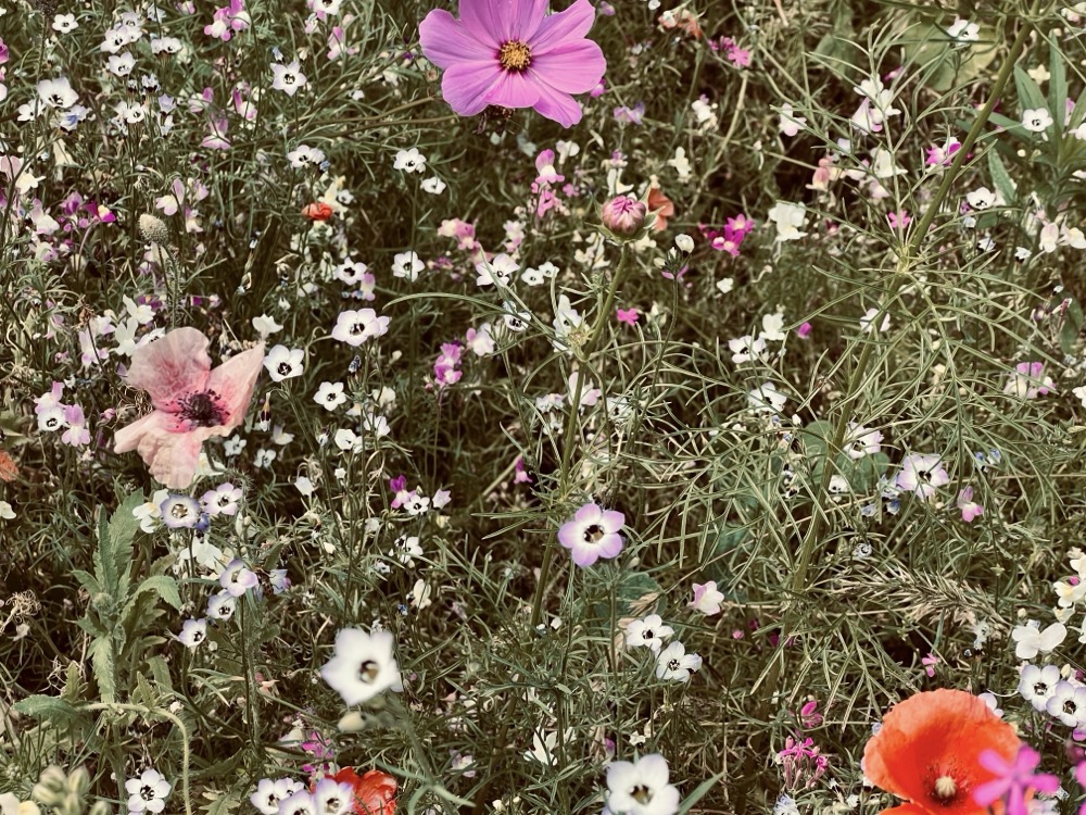 PHOSPHOLIPID BILAYER IMPORTANT