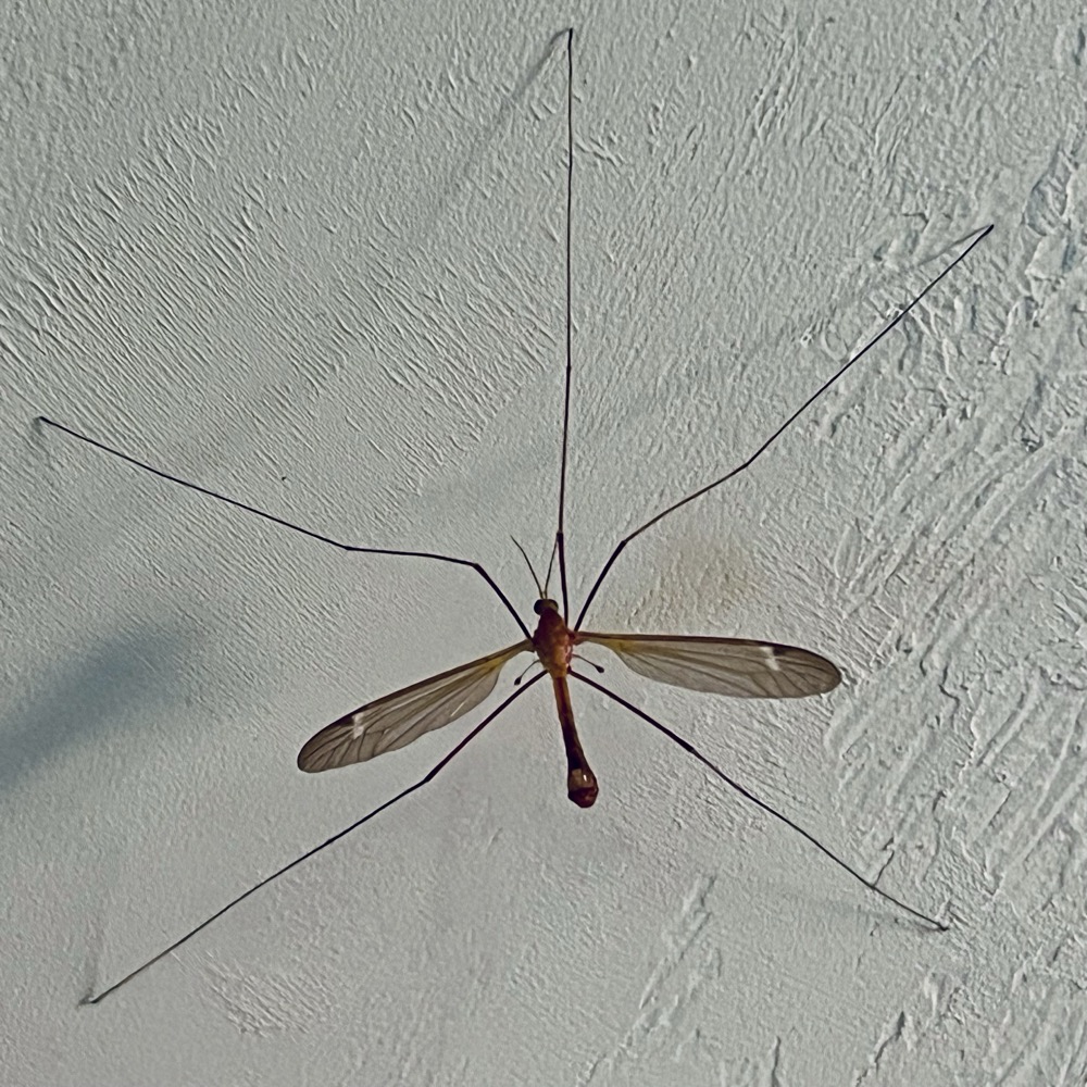 GOLGI APPARENTLY UNKNOWN