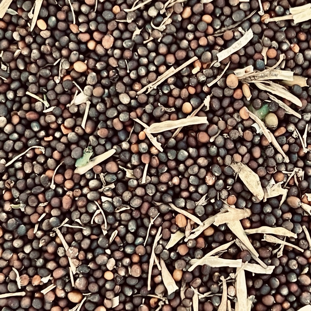 LIVING PROOF NOT DEAD YET