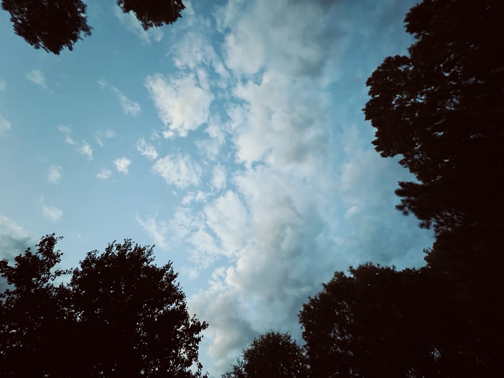 HARDBODY MICROTUBULE 68