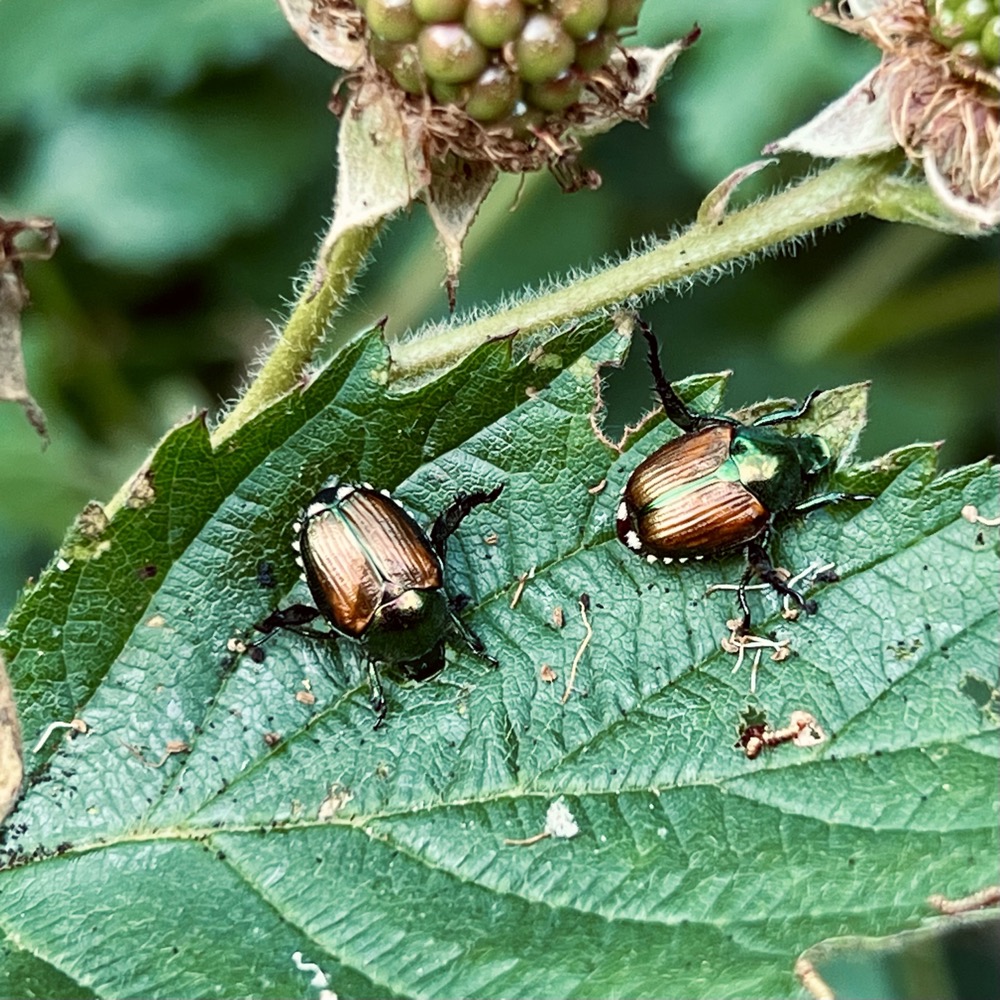 DESTITUTION OBLONG VISCERAL