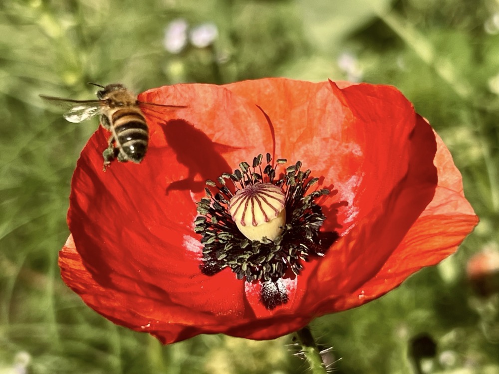 HORATIO HORNBLOWER SECOND COMING