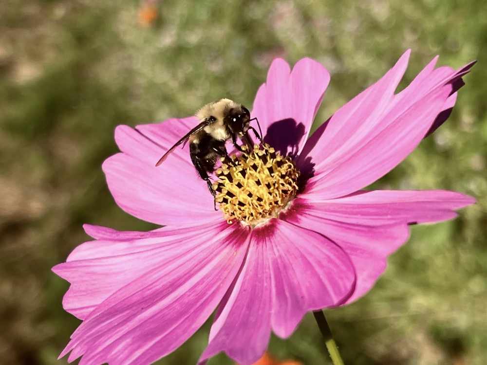 PROOF OR EVIDENCE OF SIMULATION