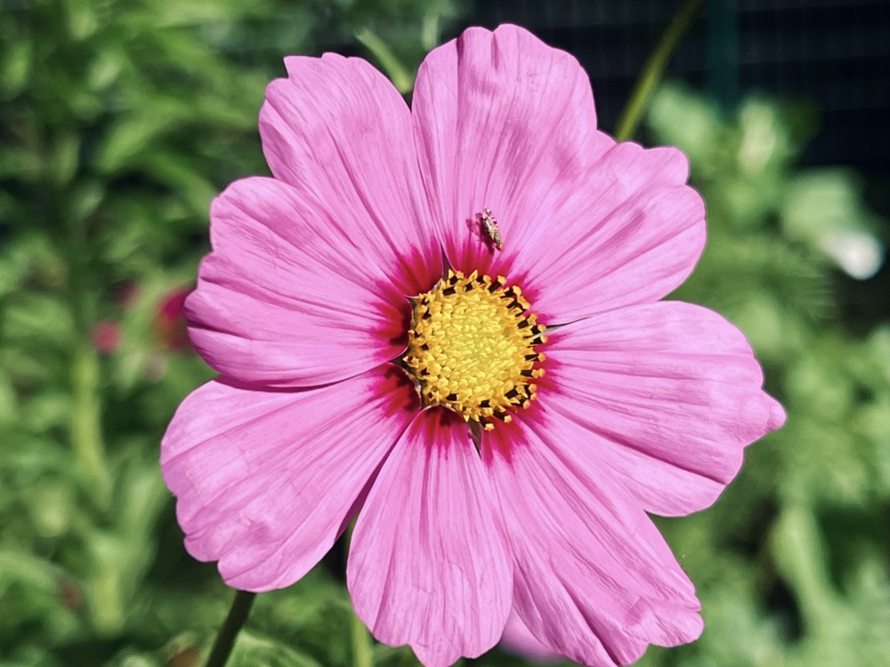DELICATELY CHARTREUSE FLORAL