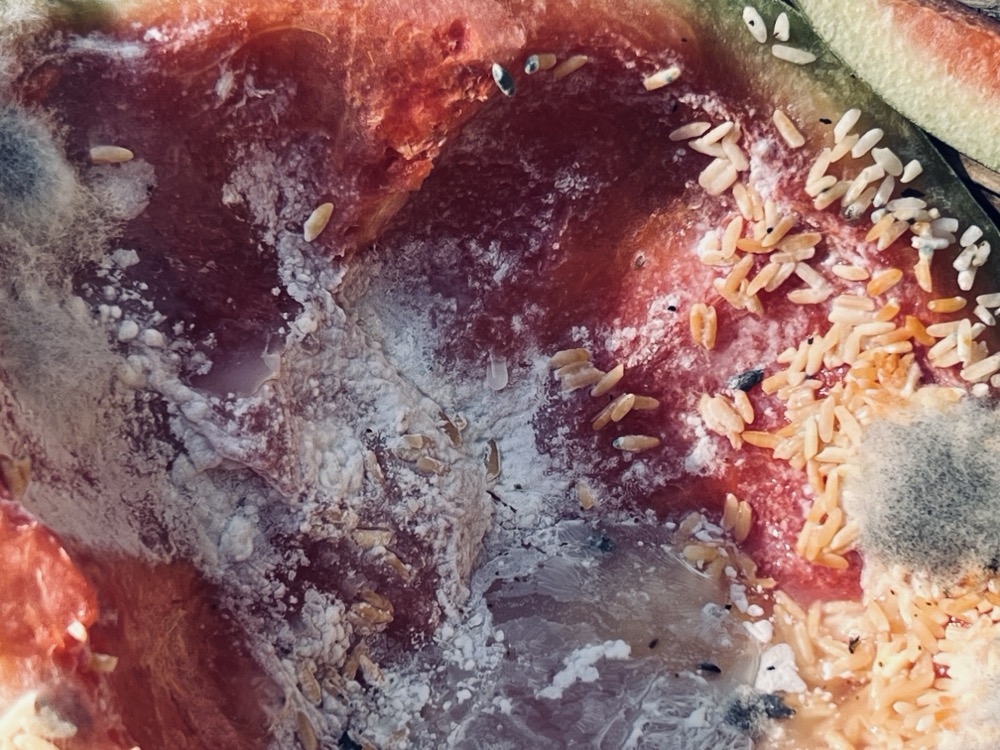 CRATERED 42 JARS FARTING