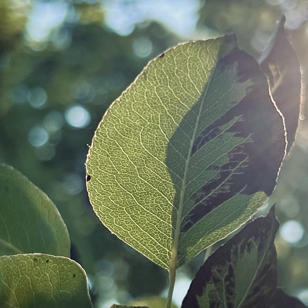 SMOKES QUANTITY SMOKED CINNAMON