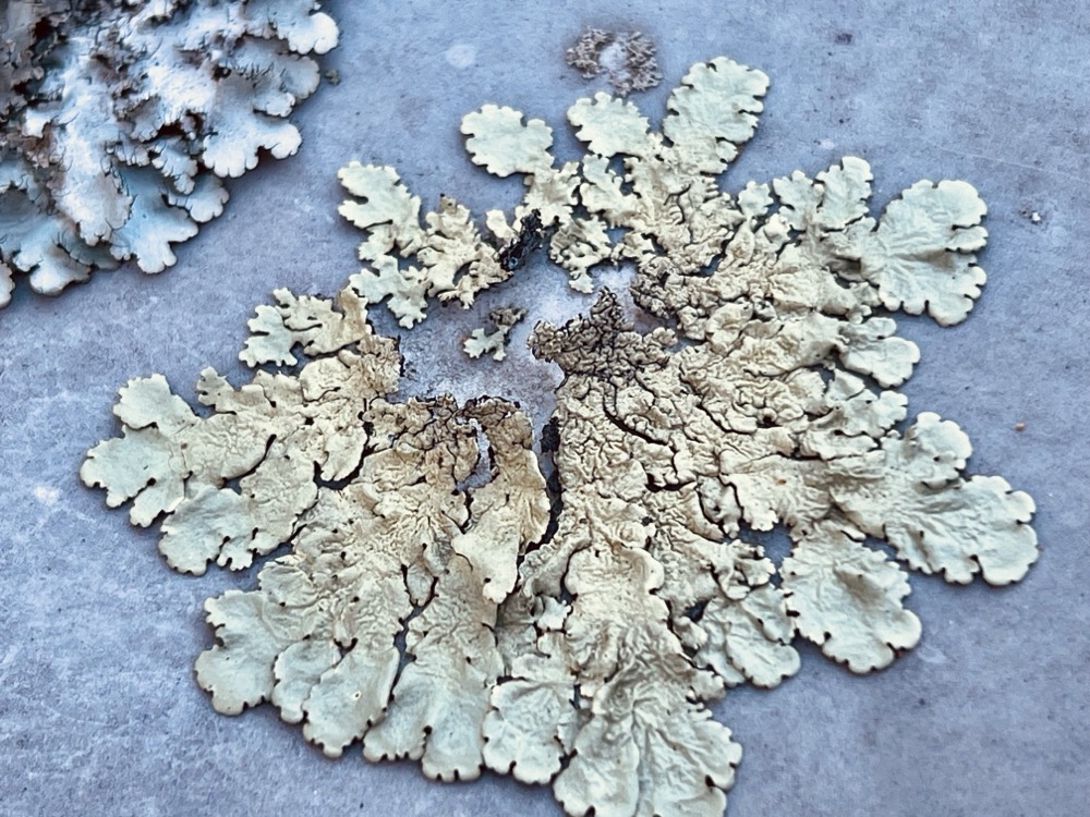 DESTITUTE PHOTOHYPNOSIS CONJUGAL