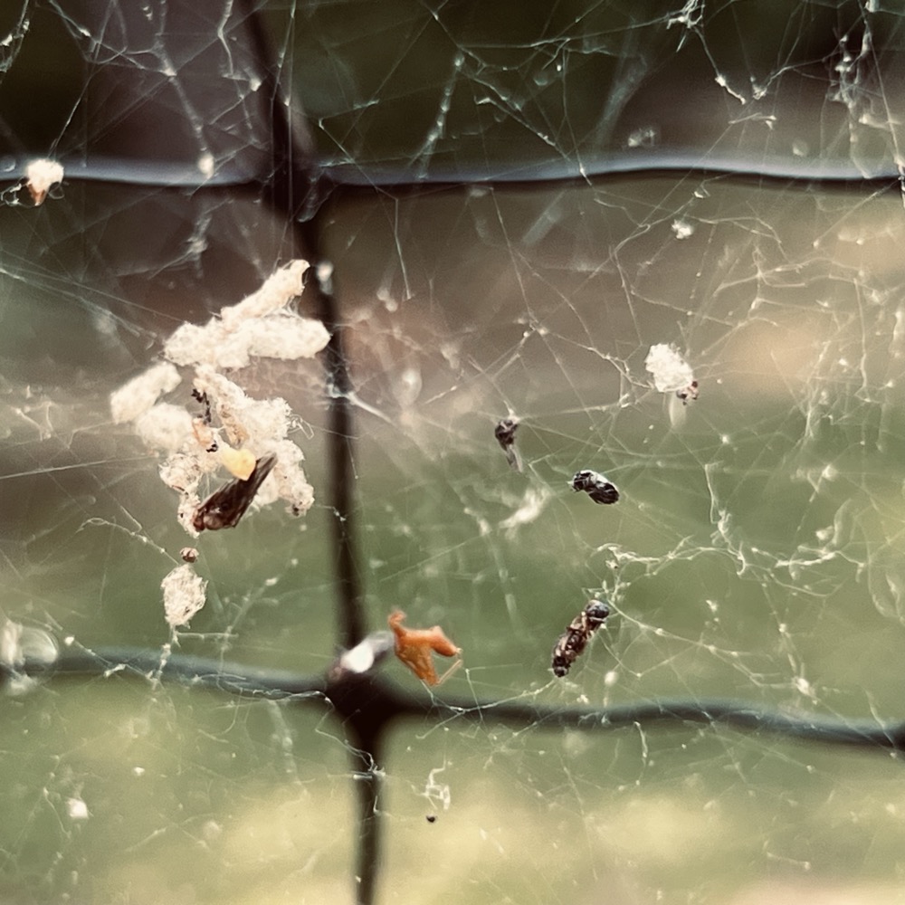FROTH AT THE TIP OF GODS MOUTH