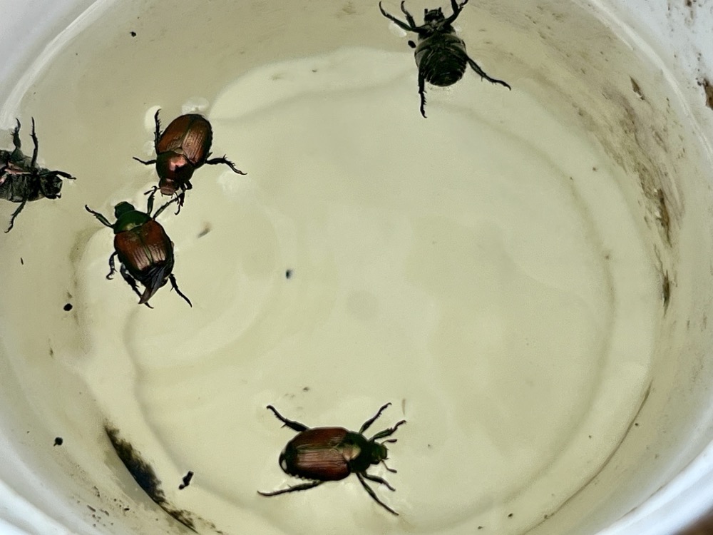 FESTOONED LIKE TOTALLY