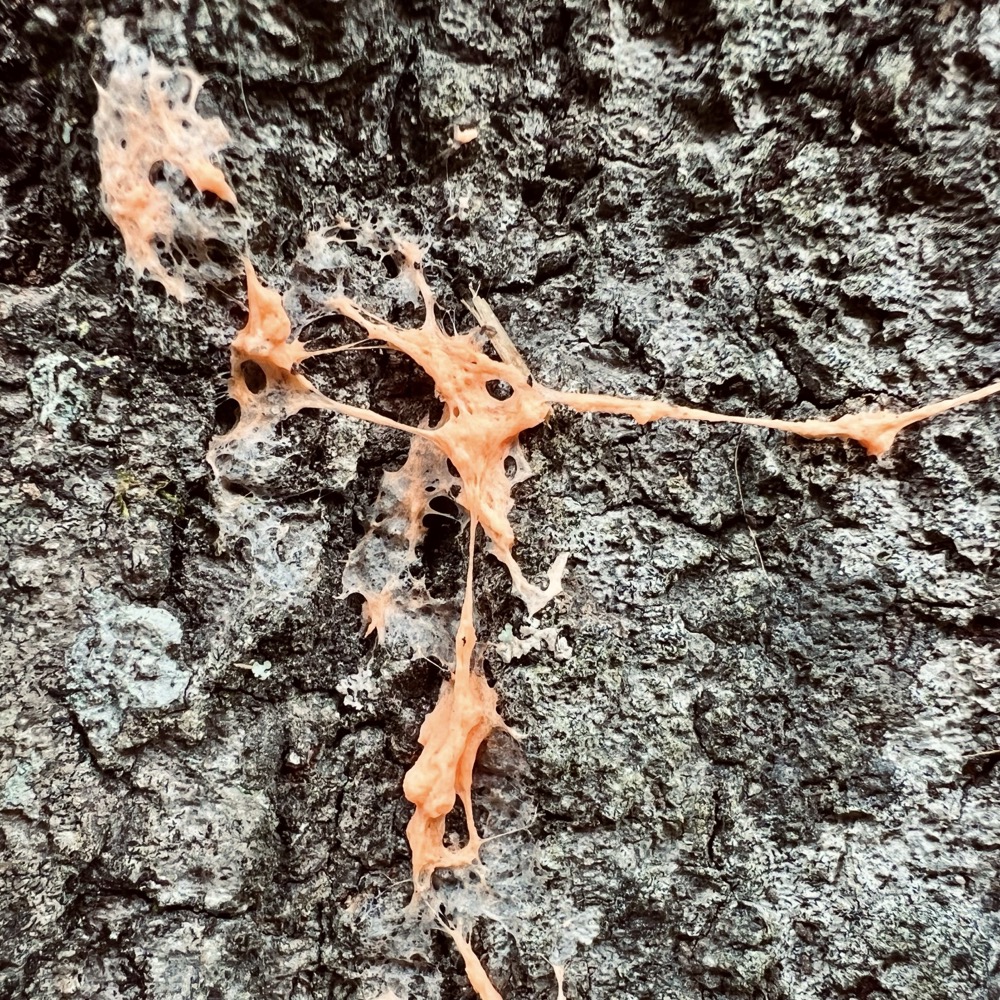 NANTUCKET HOMOGENEOUS 1975