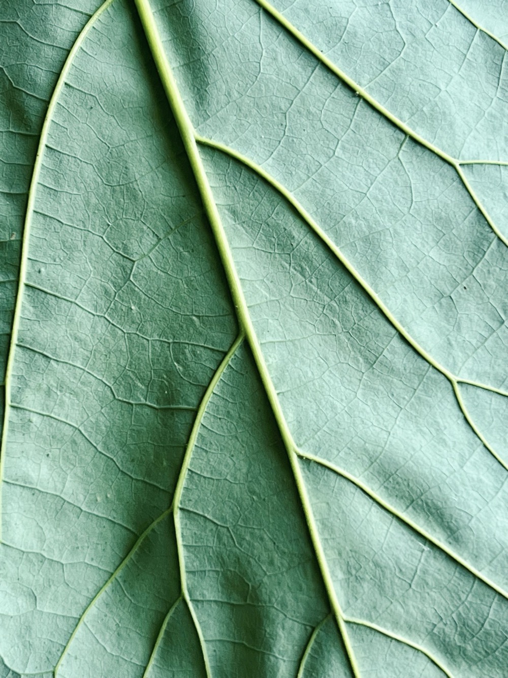 ROADKILL INFLUENCER NETWORK