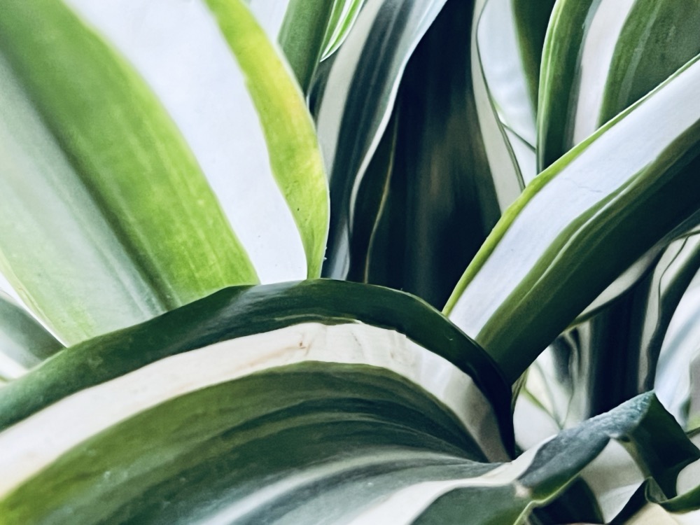 SELECTIVE SEROTONIN REUPTAKE INHIBITOR