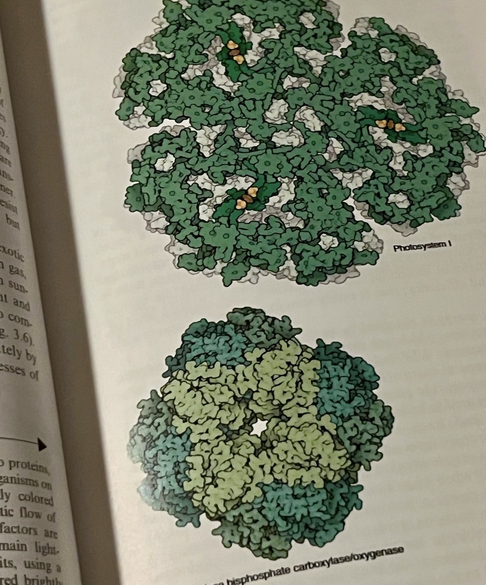 RIBULOSE BISPHOSPHATE CARBOXYLASE OXYGENASE