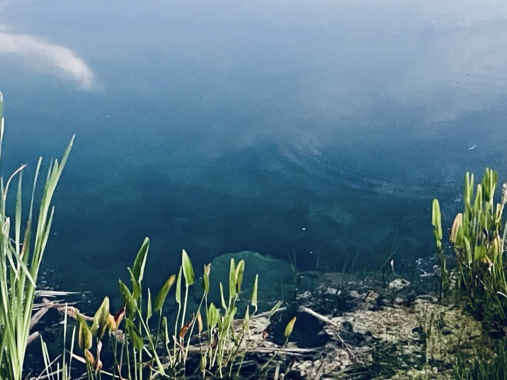 BLUEGRASS TOTAL CARRION