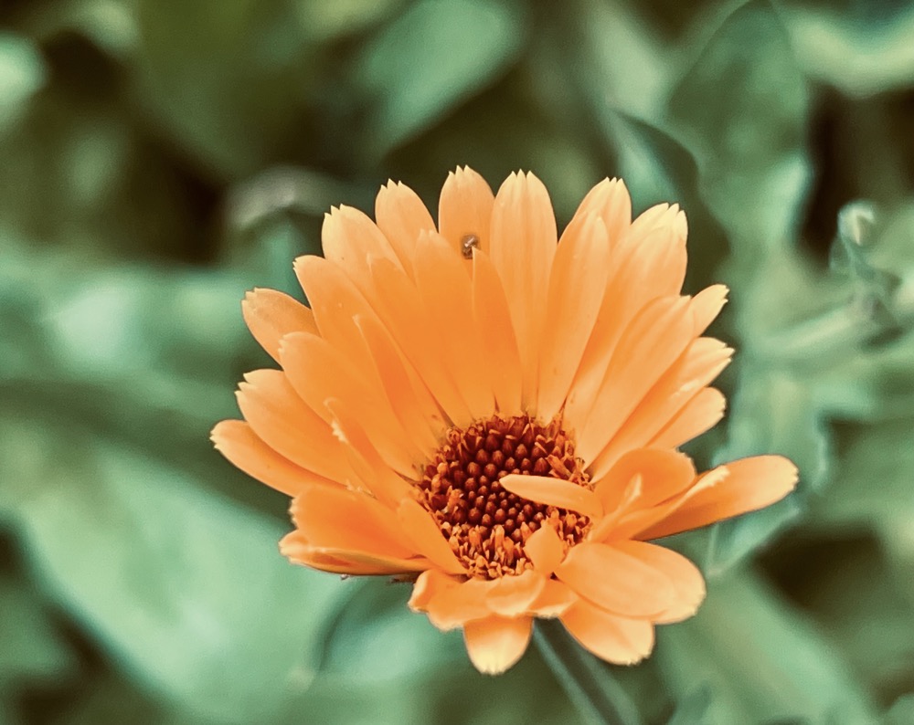 CORN JESUS, 420 MICROPLANKTON