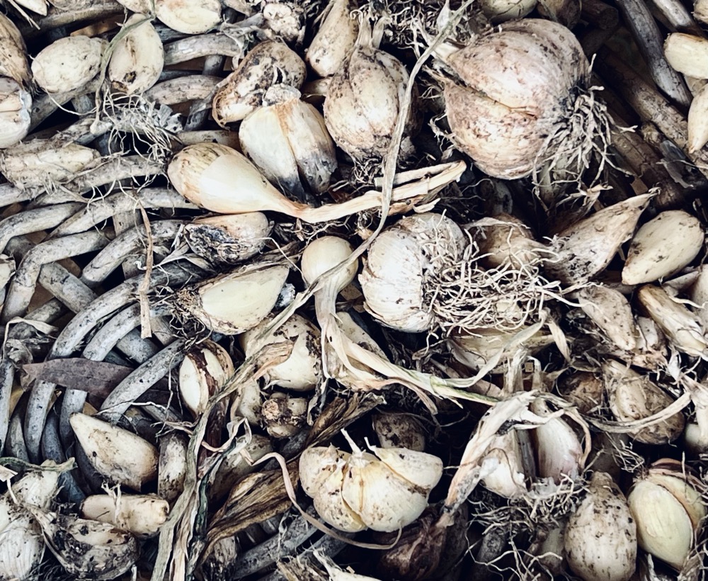 FORLORN MUSCADINE RASPUTIN SPHINCTER