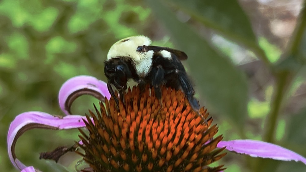 STONED JESUS CORN ELEPHANT TENDERLY
