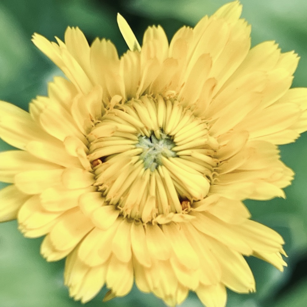 FERN BELLY GRADUALLY NON HUMAN