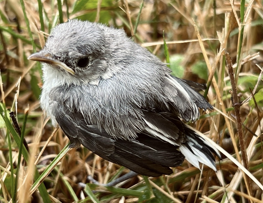 DEATH HYPEREALIZATION SHITTING