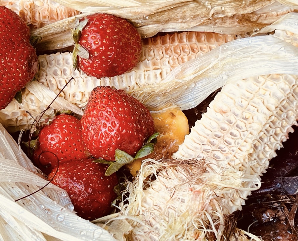 EROGENOUS RETICULE DASH CRICKET