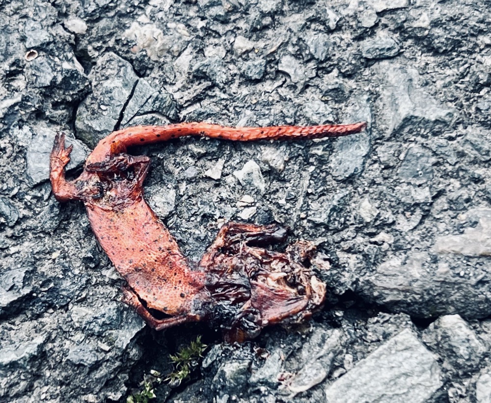 VOICEMAIL INBOX IS FULL