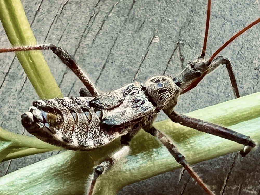 GLYCOSIDE MEGASTORE BLOODBATH