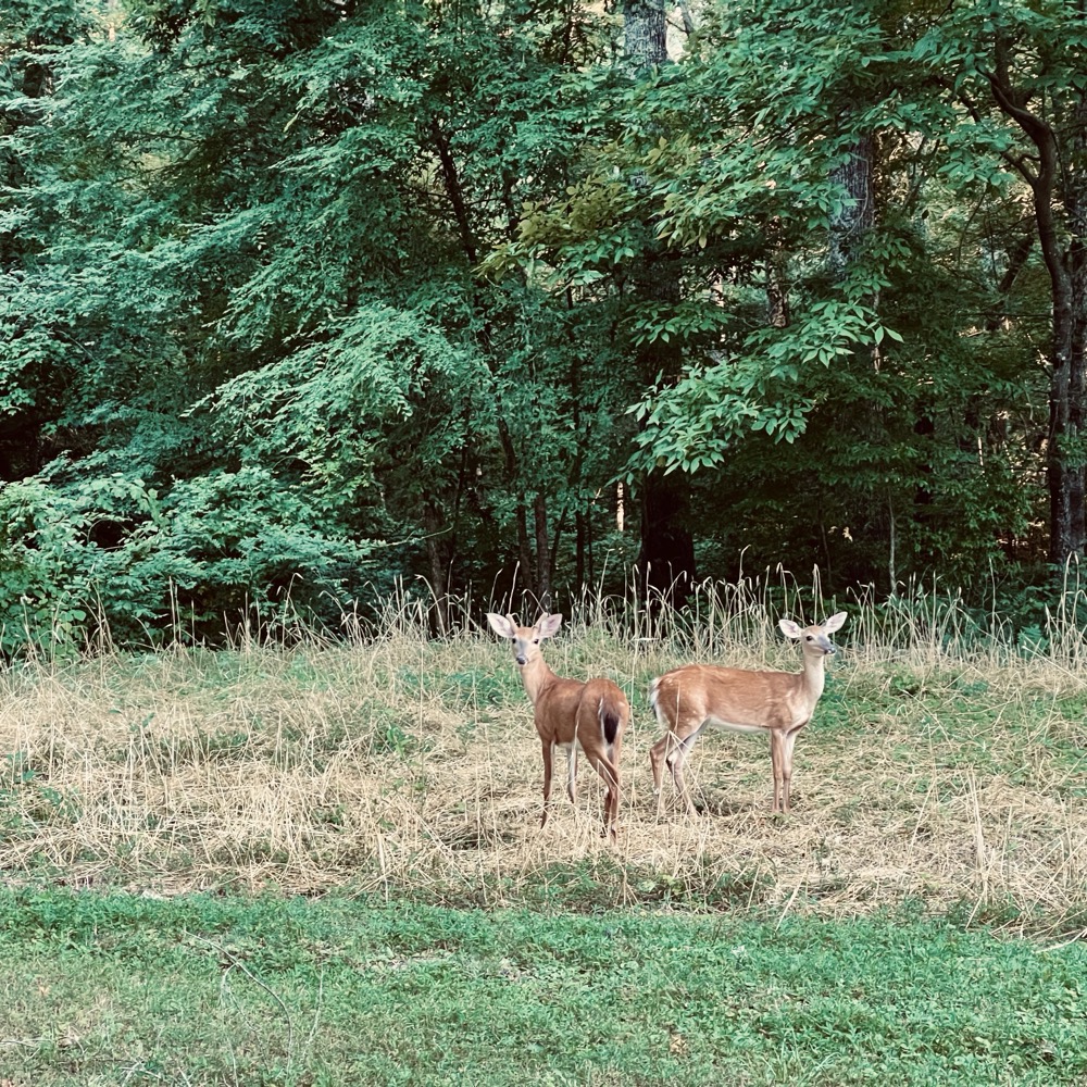 LIVE JUICING MASSIVE HMM